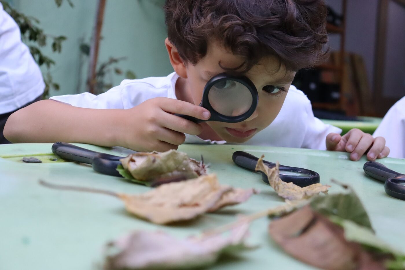 Menino observando folhas secas com uma lupa sobre a mesa, em atividade de investigação